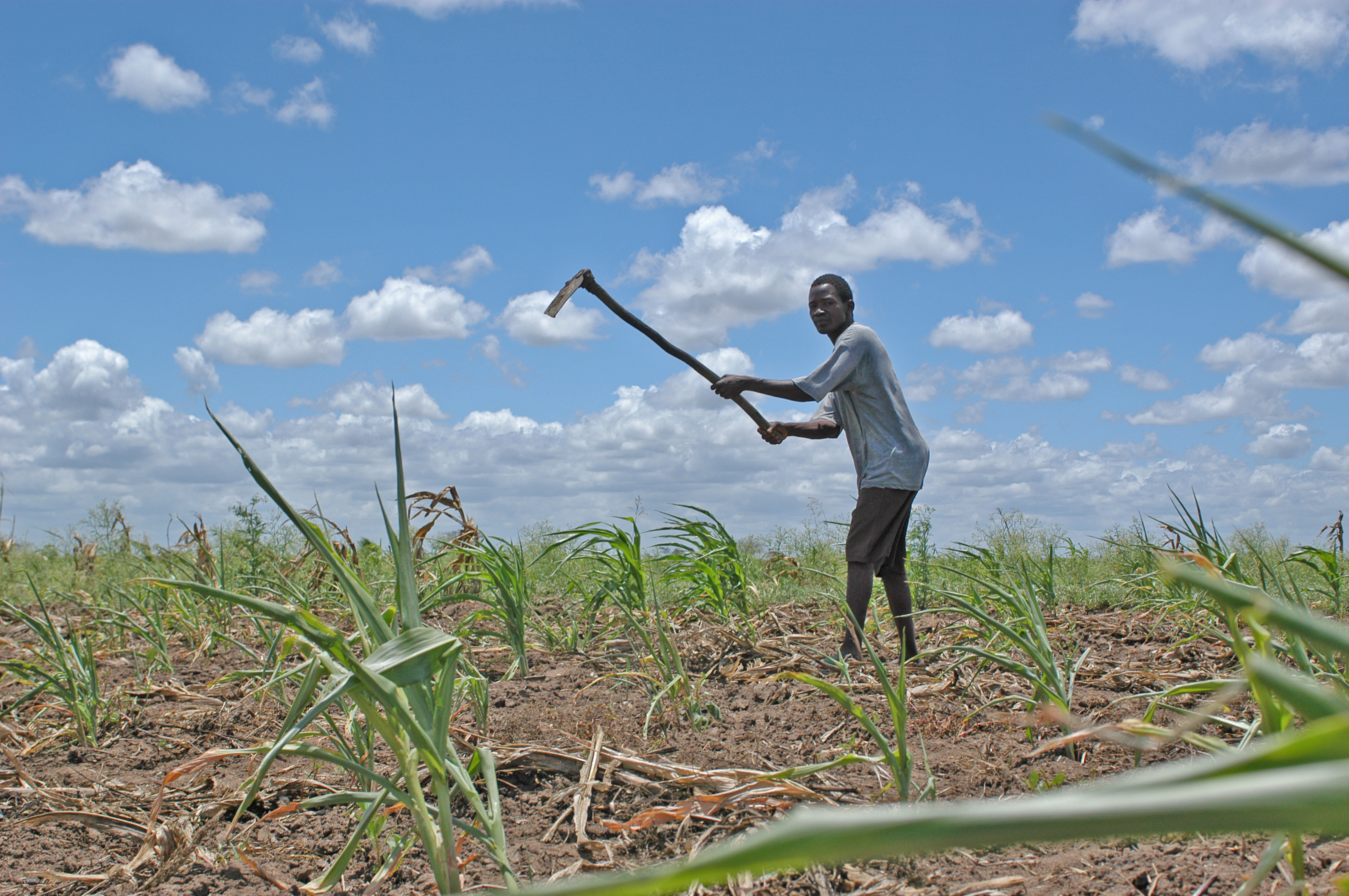 Занятие юар. Мозамбик сельское хозяйство. Земледелие в Африке. Тропическое земледелие. Земледелие в тропиках.