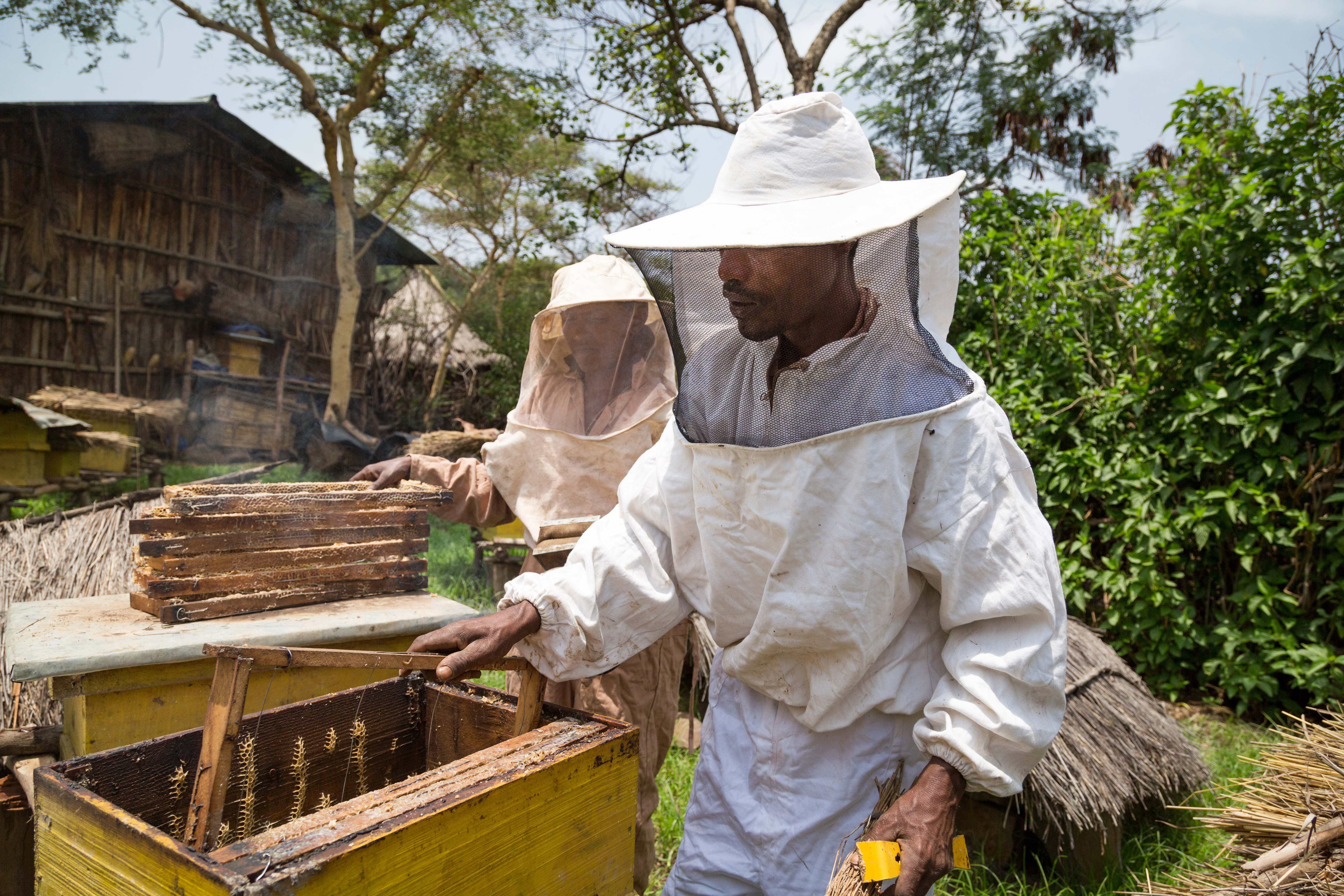 YEFAG KEBELE, LIBO KEMKEM WOREDA, AMHARA Abebaw Melesew and his wife Abay Desalegn work on their hives. Abebaw used the training he received from GRAD to turn around his beekeeping business. He is now a Model Farmer, training others to succeed in honey production.