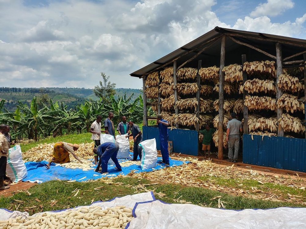 The Impact of Linking Farmers’ Cooperatives with a Maize Processor in